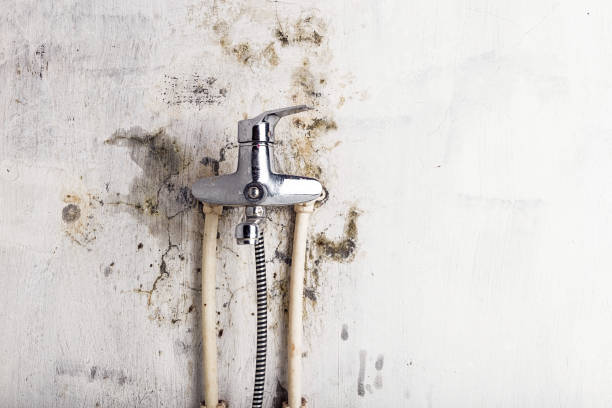 Best Residential Mold Removal  in Winfield, TN