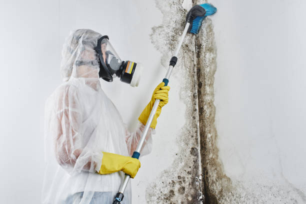 Best Professional Mold Removal  in Winfield, TN