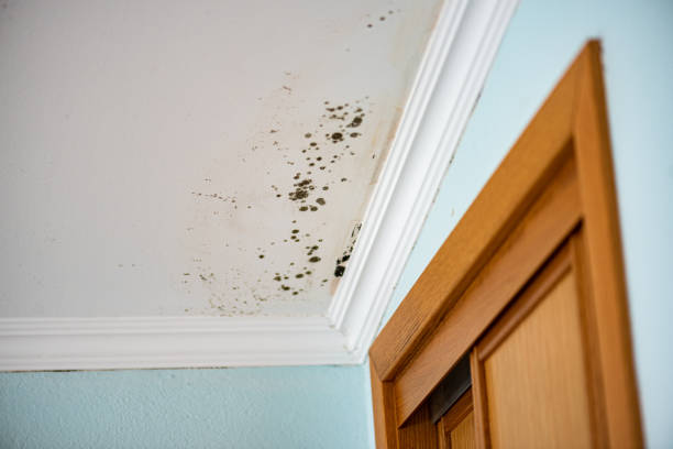 Best Emergency Mold Removal  in Winfield, TN