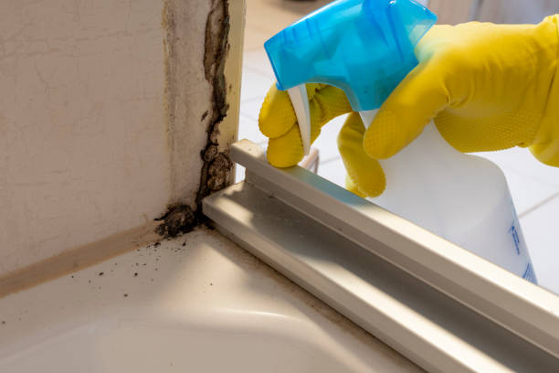 Best Commercial Mold Removal  in Winfield, TN