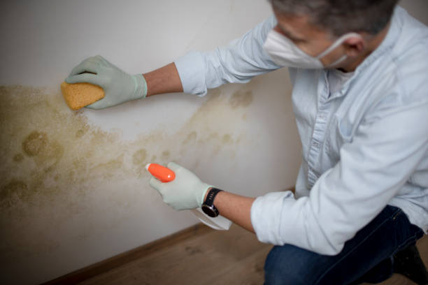 Best Toxic Mold Removal  in Winfield, TN