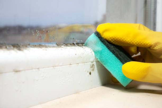 Best Mold Removal and Inspection  in Winfield, TN