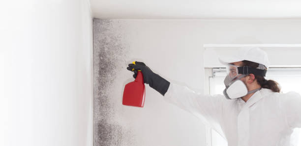 Best Certified Mold Removal  in Winfield, TN