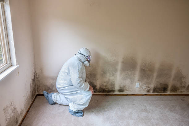 Best Toxic Mold Removal  in Winfield, TN