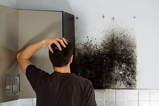 Best Affordable Mold Removal  in Winfield, TN