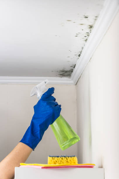 Best Mold Removal and Inspection  in Winfield, TN