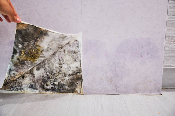 Mold Removal and Inspection in Winfield, TN